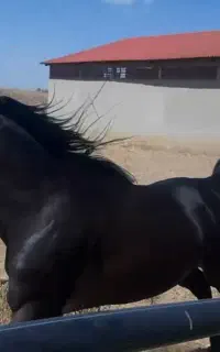 سیلمی دوسر وارداتی مشکی