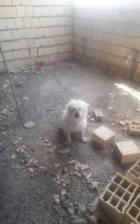 سلام فروش ۲ سگ پاپی نرماده مولد