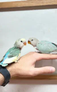 جوجه و جفت یابی کوتوله