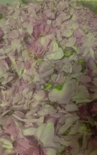 فروش گل محمدی