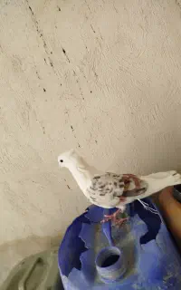 سه تا کبوتر کار سالم سرحال