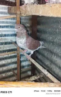 کبوتره شهرستانی و تهرانی