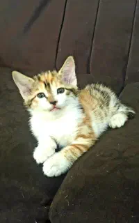 واگذاری بچه گربه