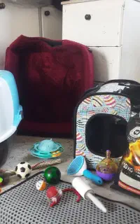 وسایل کامل وسالم ونو نگهداری گربه