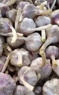 سیر مغان خشک درشت درجه ۱