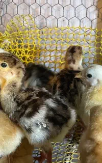 جوجه بوقلمون سه روزه برنز و جوجه مرغ شاخدار