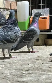 کبوتر مسافتی و تله زاهدانی