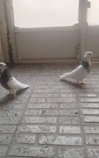 کفتر