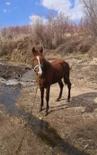 اسب