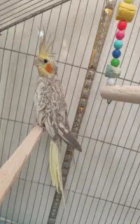 عروس هلندی ماده