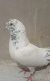 کبوتر تهرانی
