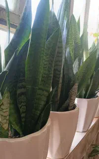 گل سانسوریا
