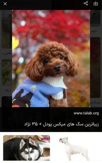 سگ پیدا شده