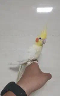 عروس هلندی سخنگو
