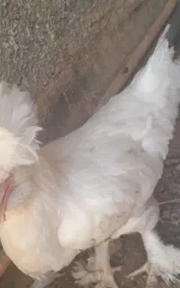 یک عدد خروس سلطان