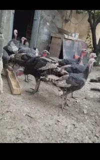 بوقلمون برنز واکسن خورده نر و ماده