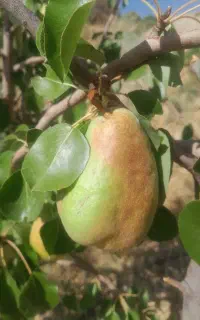 راهنمایی درمورد باغ داری