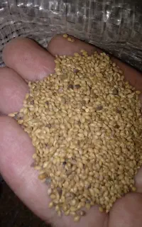 ارزن ریز