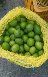 فروش لیمو ترش