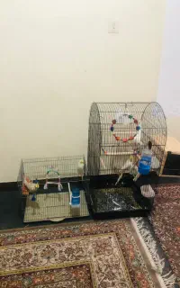 دوجفت عروس هلندی