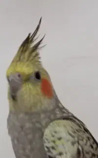 عروس هلندی گم شده
