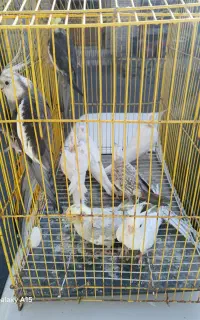 عروس هلندی