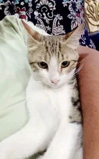 وگذار گربه خیلی باهوش