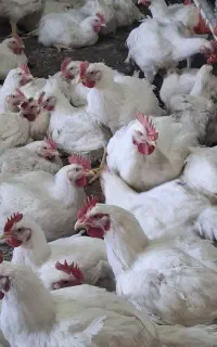 همکاری در مرغداری   گوشتی.