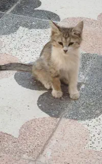 واگذاری بچه گربه