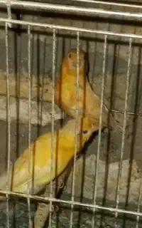 پرنده قناری