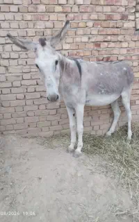 الاغ