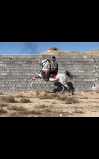 اسب