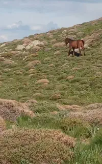 کره اسب یک ساله کرد نر کهر نشان