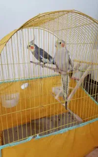 عروس هلندی نرو ماده