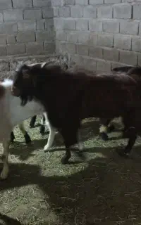 نری رشتی