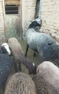 قوچ نژاد شال