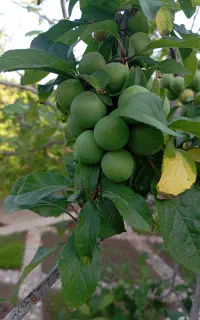 ۲ساعت آب فروشی ازچاه شهید حیدری اسفدن