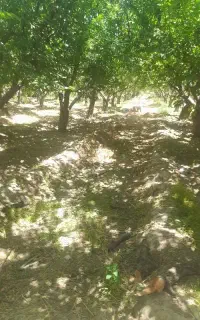 باغبانی سراداری خانواده 6 نفر هستیم