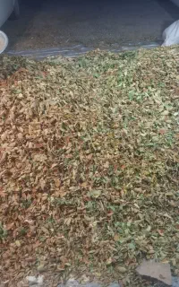 پوست بادام تر