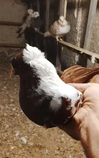 قرمزی نشان