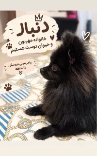 پامر مینی عروسکی