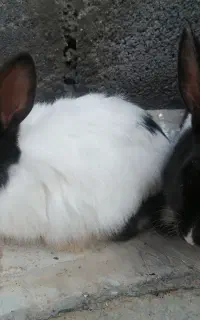 دو خرگوش محلی