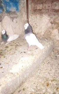 طوق
