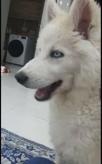 شاه توله سگ هاسکی  سفید جفت چشم آبی
