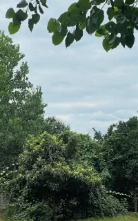 کارگر مرغداری