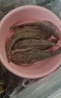 ماهی زمین کن تازه