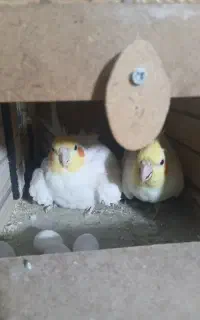 جفت عروس هلندی لوتینو با تخم.