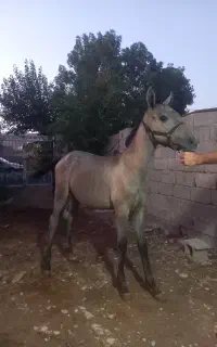 کره نریان