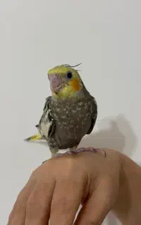 ۲عدد عروس هلندی. گلباقالی. ۲ ماه. ماده