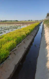 تیم دستگاهی آماده نشاء